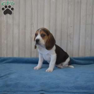 Bear, Beagle Puppy