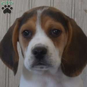 Bear, Beagle Puppy