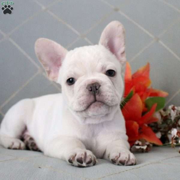 Bear, French Bulldog Puppy