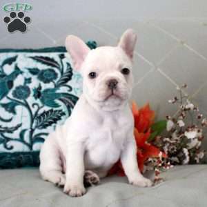 Bear, French Bulldog Puppy