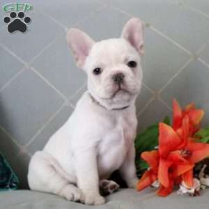 Bear, French Bulldog Puppy