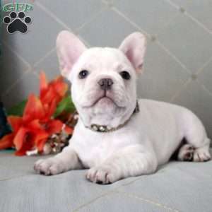 Bear, French Bulldog Puppy