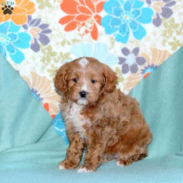 Beauty, Miniature Poodle Mix Puppy