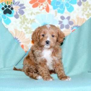 Beauty, Miniature Poodle Mix Puppy