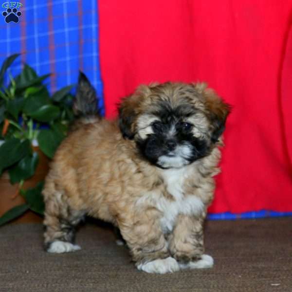 Beauty, Shih Tzu Mix Puppy