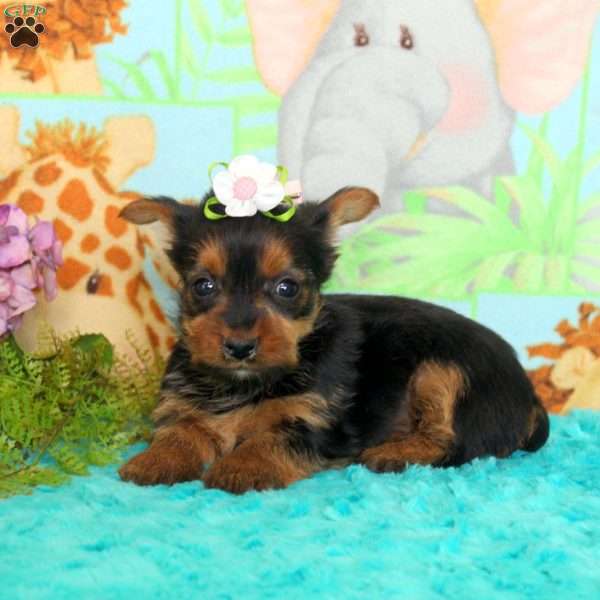 Becky, Yorkie Puppy