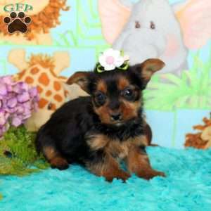 Becky, Yorkie Puppy