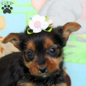 Becky, Yorkie Puppy