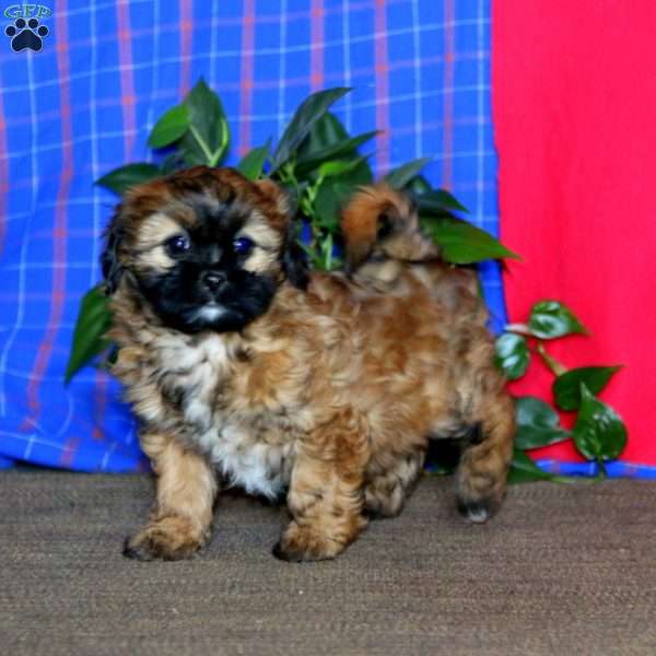 Becky, Shih Tzu Mix Puppy