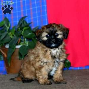 Becky, Shih Tzu Mix Puppy