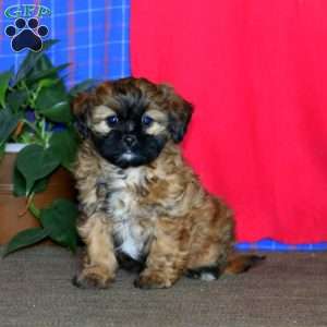 Becky, Shih Tzu Mix Puppy