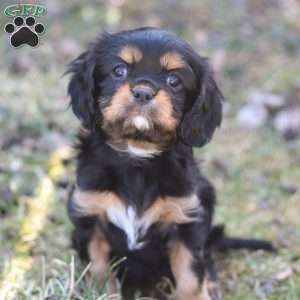 Bella, Cavalier King Charles Spaniel Puppy