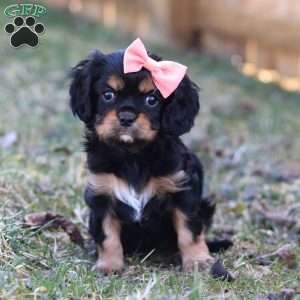 Bella, Cavalier King Charles Spaniel Puppy