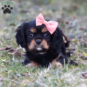 Bella, Cavalier King Charles Spaniel Puppy