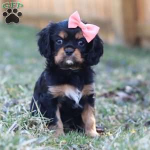 Bella, Cavalier King Charles Spaniel Puppy