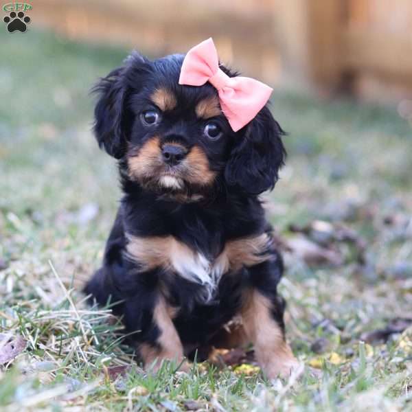 Bella, Cavalier King Charles Spaniel Puppy