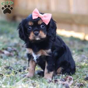 Bella, Cavalier King Charles Spaniel Puppy