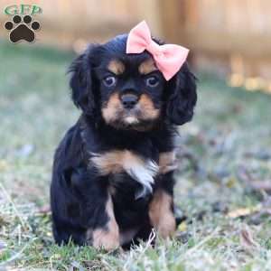 Bella, Cavalier King Charles Spaniel Puppy