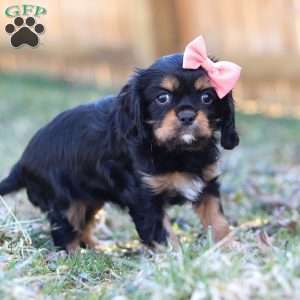 Bella, Cavalier King Charles Spaniel Puppy