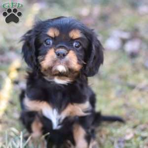 Bella, Cavalier King Charles Spaniel Puppy