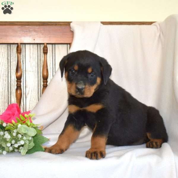 Bella, Rottweiler Puppy