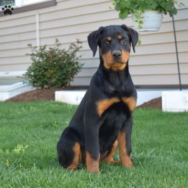 Bella, Rottweiler Puppy