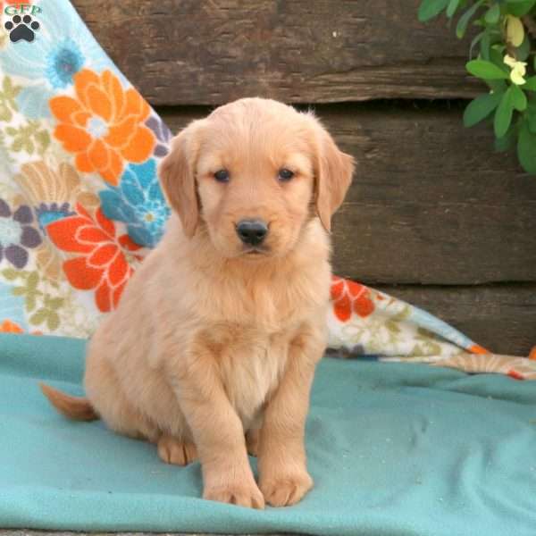 Bella, Golden Retriever Puppy