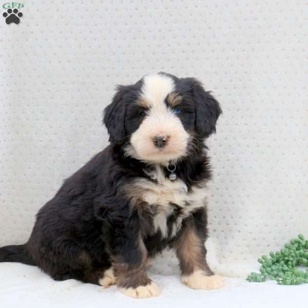 Bella, Bernedoodle Puppy