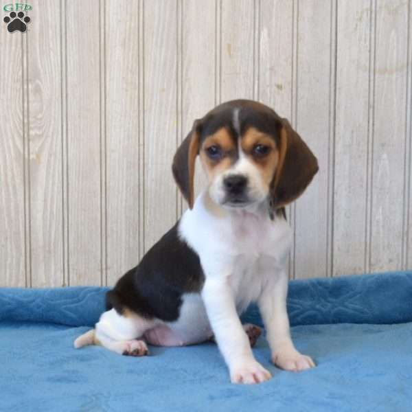 Bella, Beagle Puppy