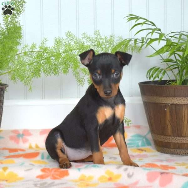 Bella, Miniature Pinscher Puppy