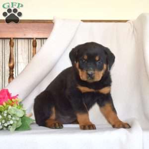 Bella, Rottweiler Puppy