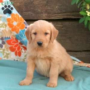 Bella, Golden Retriever Puppy