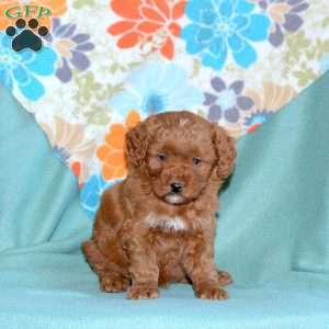 Bella, Miniature Poodle Mix Puppy