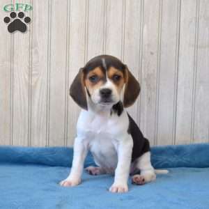 Bella, Beagle Puppy