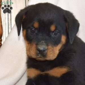 Bella, Rottweiler Puppy