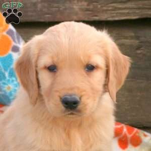 Bella, Golden Retriever Puppy