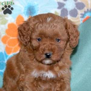 Bella, Miniature Poodle Mix Puppy