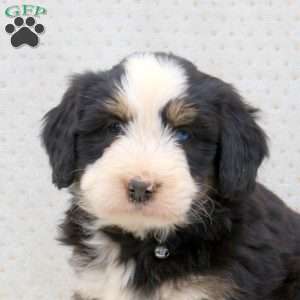 Bella, Bernedoodle Puppy