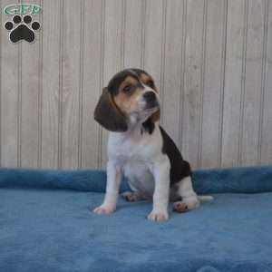 Bella, Beagle Puppy