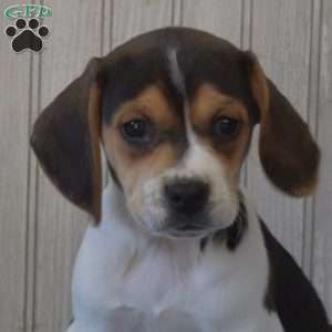 Bella, Beagle Puppy