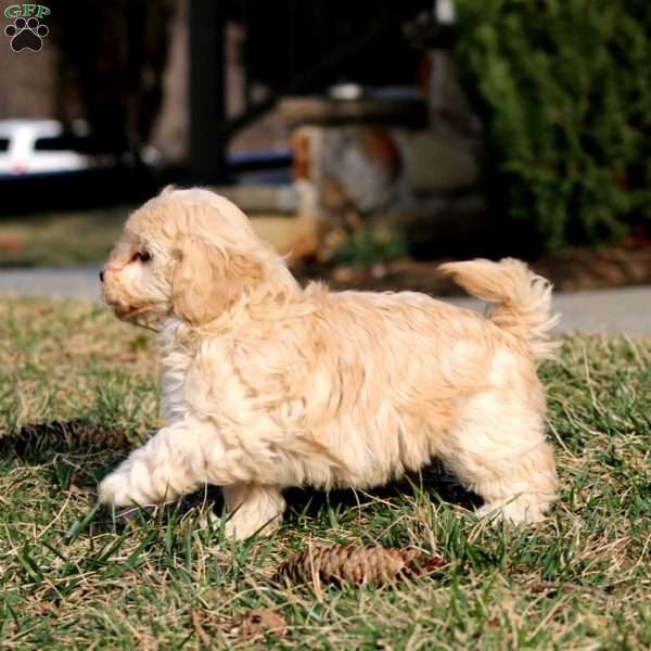 Bella, Pomapoo Puppy