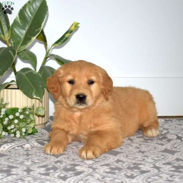 Belle, Golden Retriever Puppy