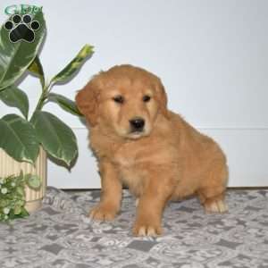 Belle, Golden Retriever Puppy