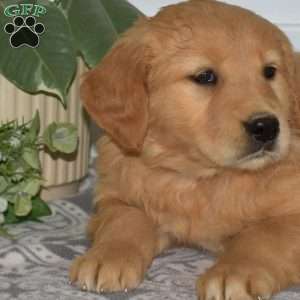 Belle, Golden Retriever Puppy