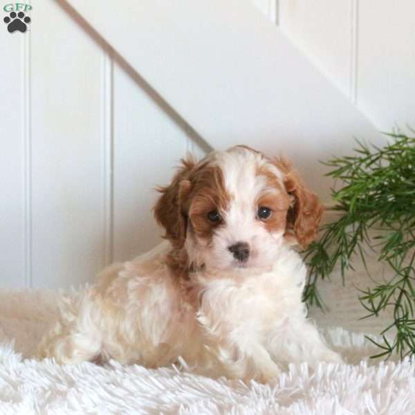 Benji, Cavapoo Puppy