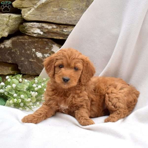 Benji, Mini Goldendoodle Puppy