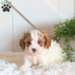 Benji, Cavapoo Puppy