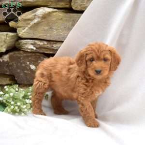 Benji, Mini Goldendoodle Puppy