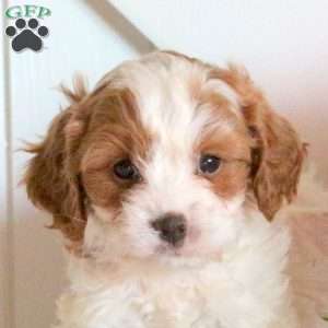 Benji, Cavapoo Puppy