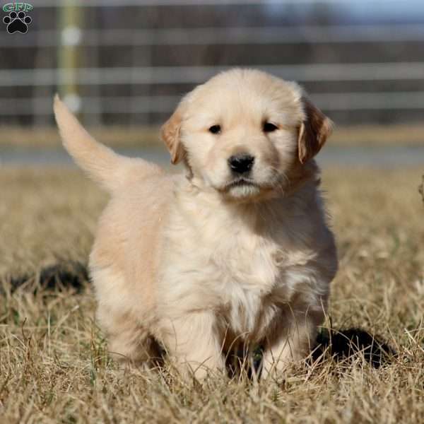 Benji, Golden Retriever Puppy